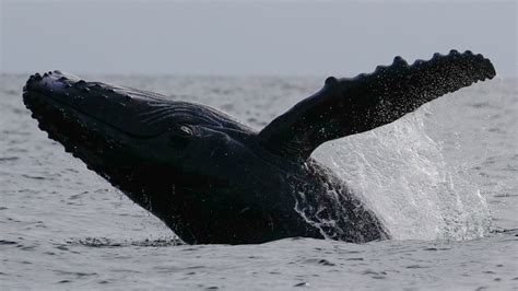 rarecord|Humpback whale makes record migration to find new breeding。